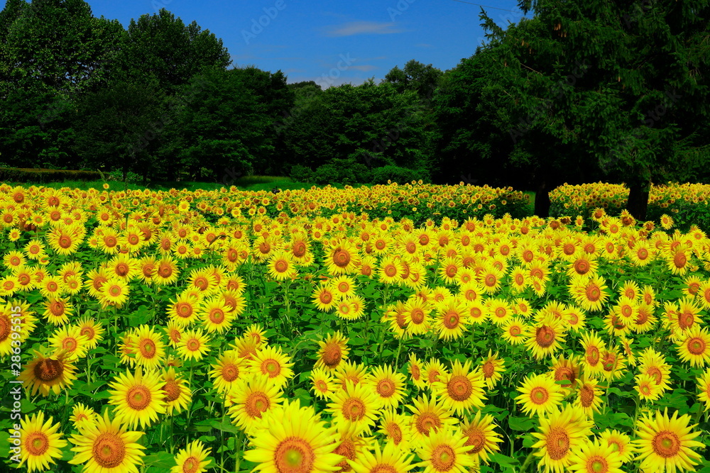 Fototapeta premium 御所湖広域公園のひまわり畑