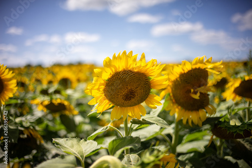 Gorgeous natural Sunflower landscape, blooming sunflowers agricultural field, cloudy blue sky © Liran