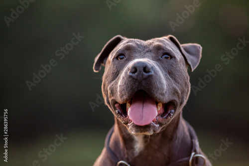 Pitbull dog portrait with collar on grass background