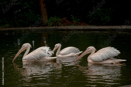 Rosy pelican  on water pond