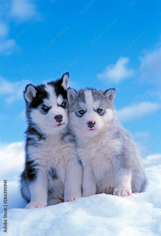 Two cute Siberian Husky puppies together in the snow.