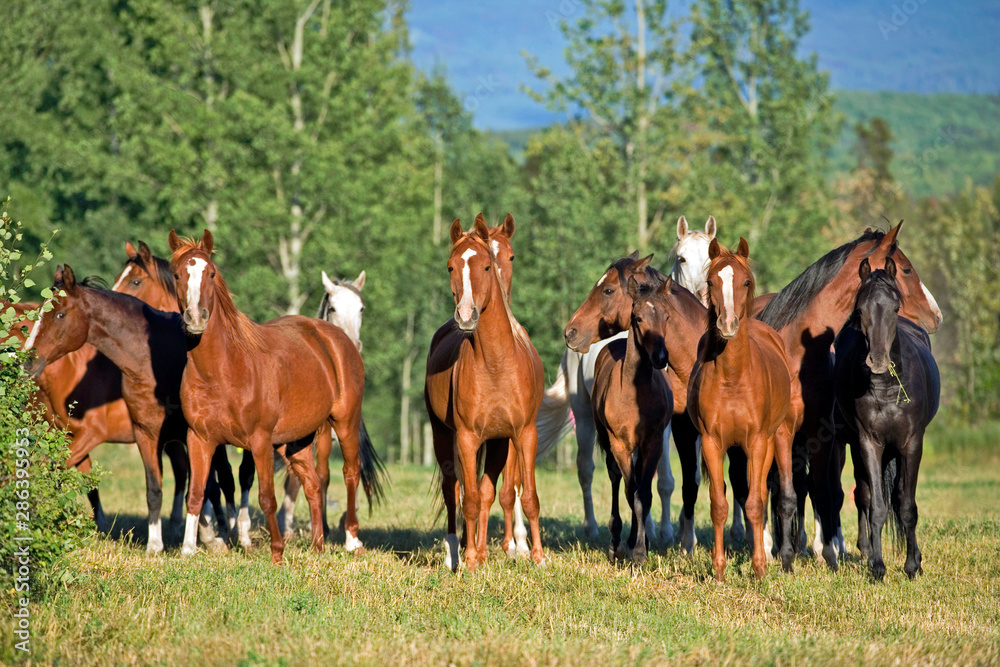 Herd of Arabian Horses in a summer meadow. Herd of Arabian Horses in a summer meadow.