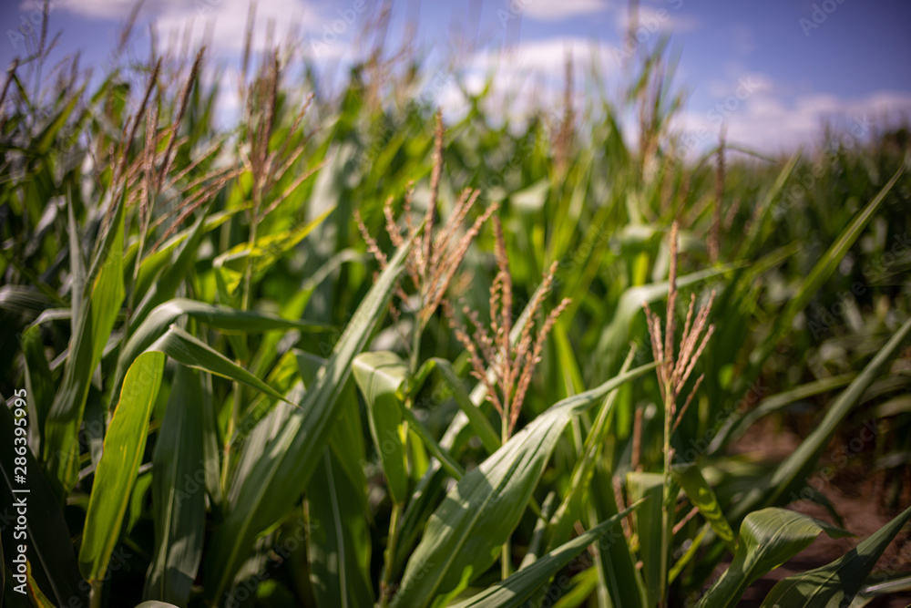 Beautiful a green corn field view, before harvest and blue sky Beautiful a green corn field view, before harvest and blue sky