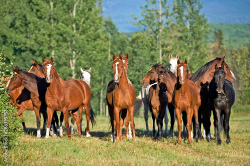 Herd of Arabian Horses in a summer meadow.