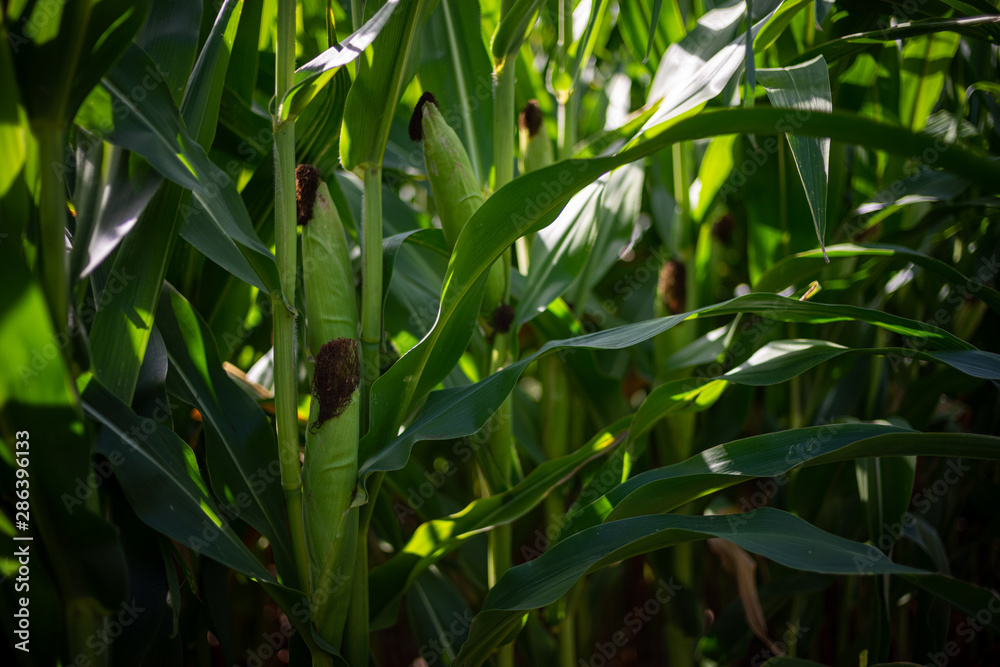 Beautiful a green corn field view, before harvest and blue sky Beautiful a green corn field view, before harvest and blue sky