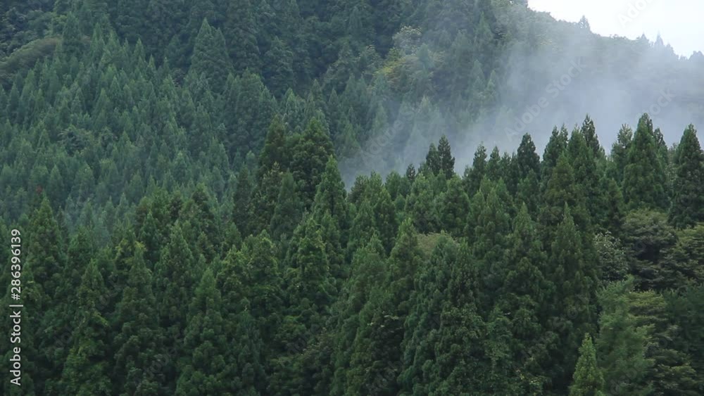森林と霧 山にかかった雲の動き 森林と霧 山にかかった雲の動き