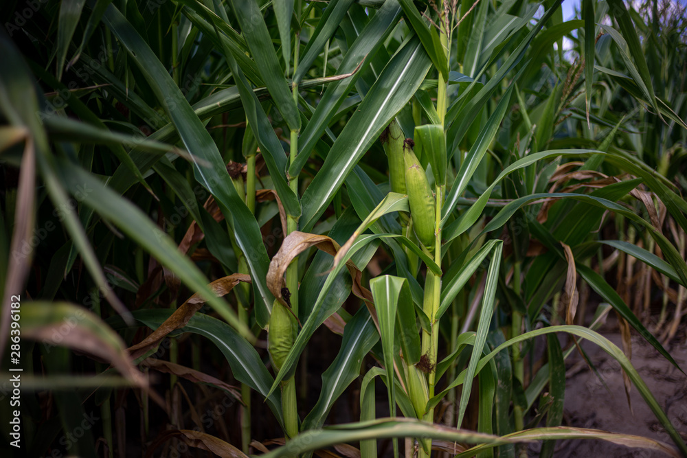 Beautiful a green corn field view, before harvest and blue sky Beautiful a green corn field view, before harvest and blue sky