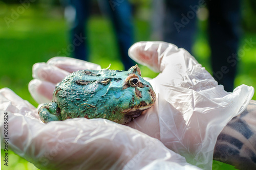 Ceratophrys ornata (The Argentine horned frog “pacman frog”) is sitting on gloved hands. Exotic pet in a human environment, frog maintenance and care. Tropical animals in human life. Funny face.