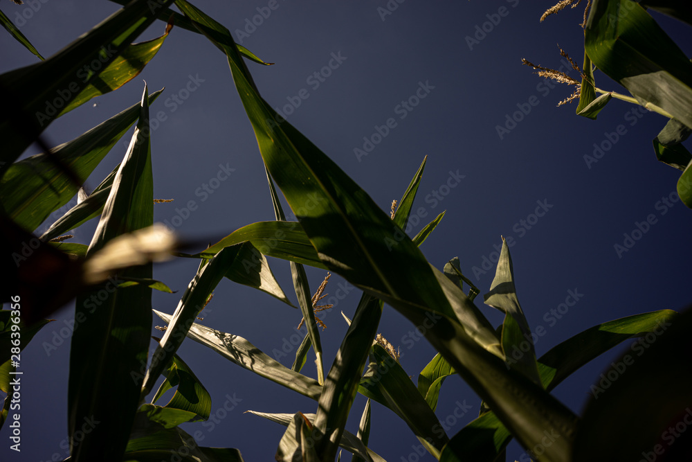 Obraz premium Beautiful a green corn field view, before harvest and blue sky