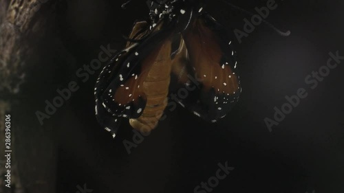 Queen butterfly inflating its wings 1337 8 photo