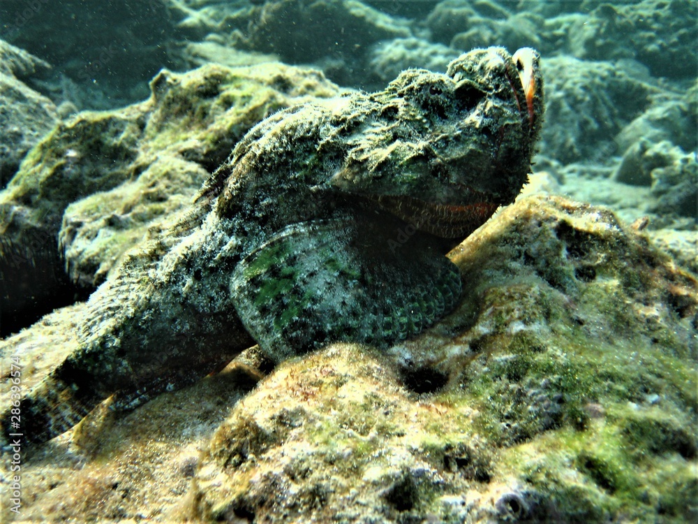 stone fish stone fish