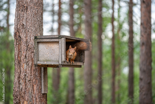 Squirrel sitting on the tree on the feeding box