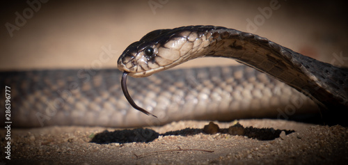 Black mamba snake head