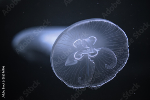 Sea Moon jellyfish in the deep dark blue water