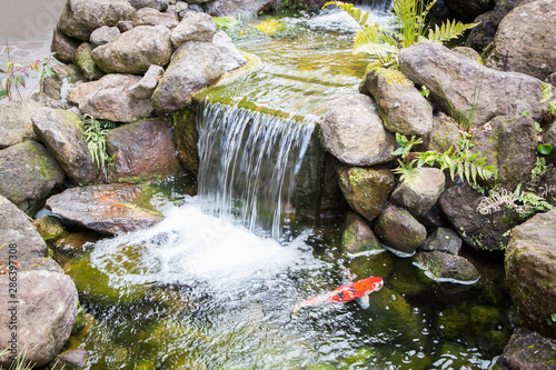 Japanese Garden Waterfall with beautiful koi fish