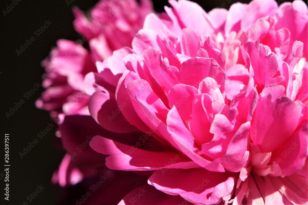 pink peony petals. flower. 