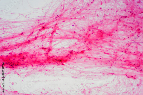 Areolar connective tissue under the microscope view.