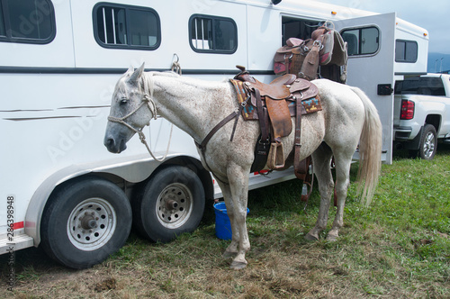 White Dappled Horse near trailer saddled and ready to ride. Country western lifestyle travel with horse transportation.