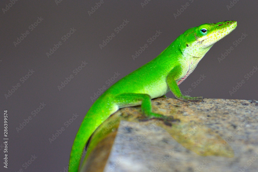 green lizard green lizard