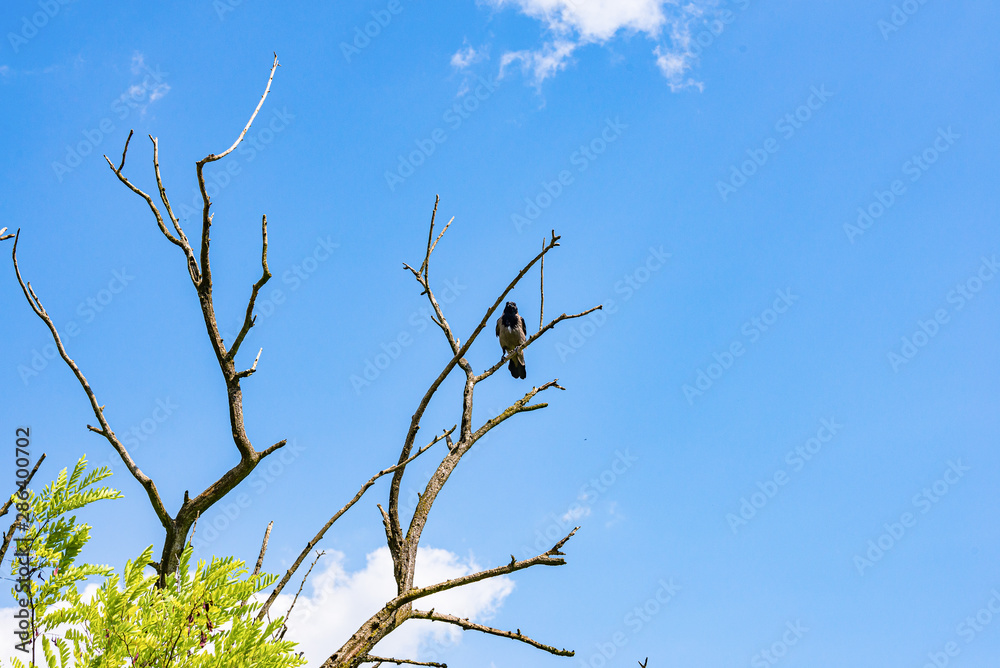 Bird sitting on the dead tree with blue sky Bird sitting on the dead tree with blue sky