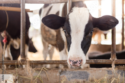 Cows are  eating grass on the farm
