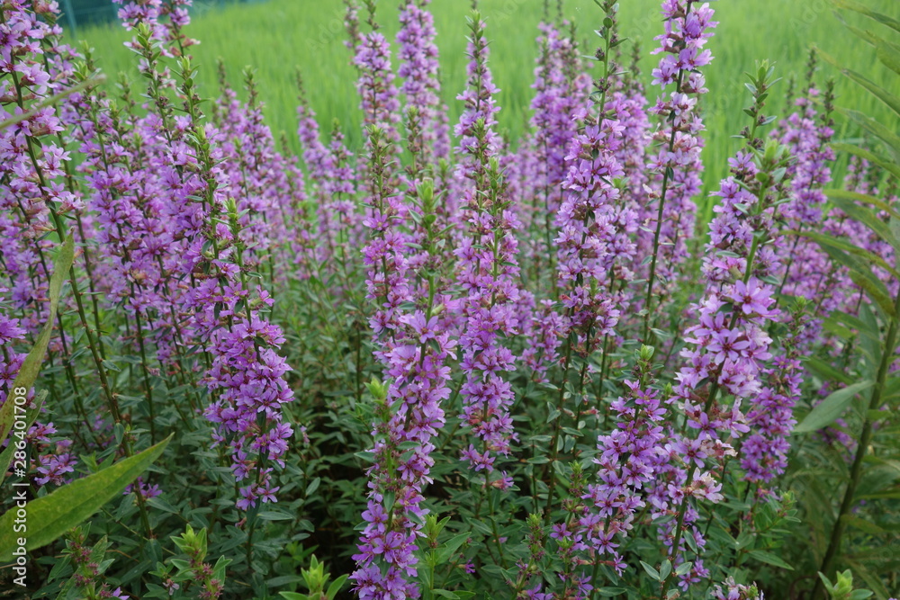 畑の花