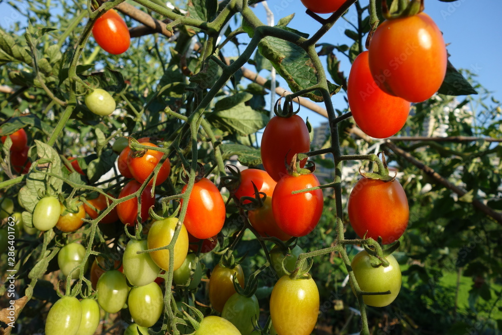 畑のミニトマト