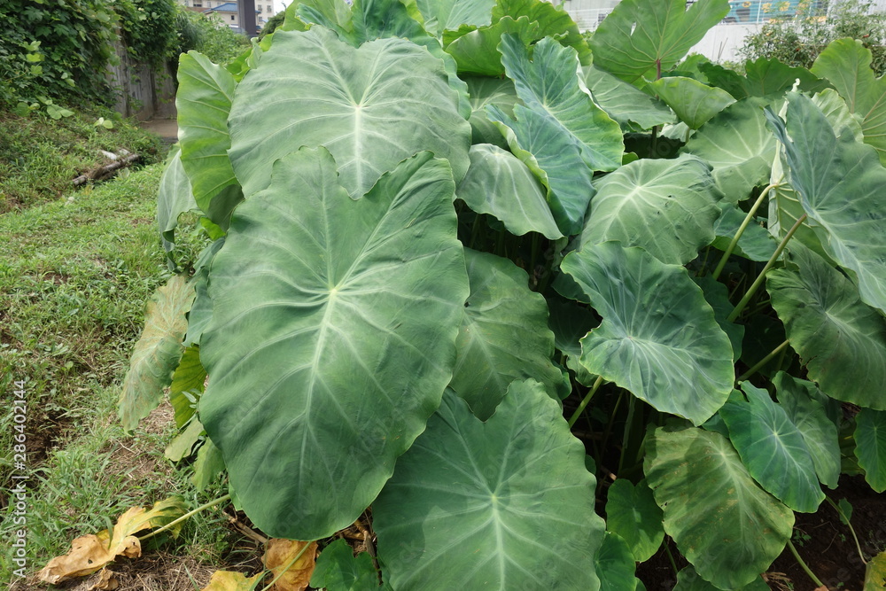 里芋の葉 里芋の葉