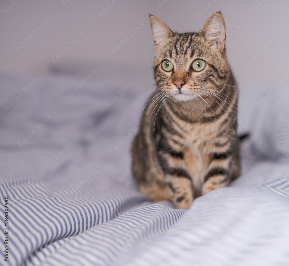 Obraz premium Beautiful short hair cat lying on the bed at home