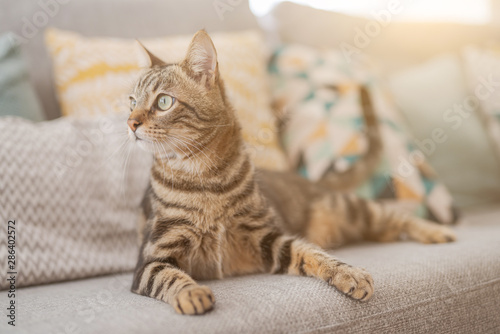 Piękny kot z krótkimi włosami, leżąc na kanapie w domu