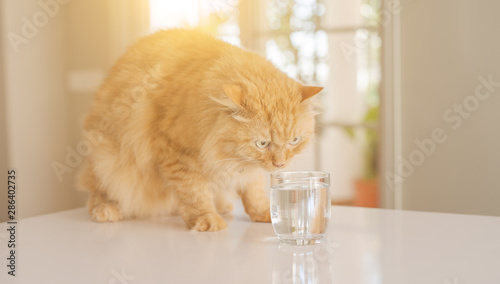 Beautiful ginger long hair cat sitting on kitchen table on a sunny day at home drinking water