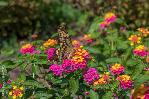 Bild auf Leinwand Swallowtail butterfly at lantana flowers