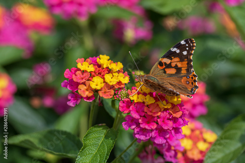 Painted lady feeding at lantana