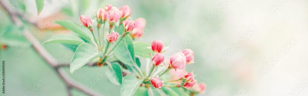 Beautiful macro of pink red wild apple cherry buds on tree branches with light green leaves. Natural floral background with copyspace. Banner header for website. Pale faded pastel colours. Beautiful macro of pink red wild apple cherry buds on tree branches with light green leaves. Natural floral background with copyspace. Banner header for website. Pale faded pastel colours.