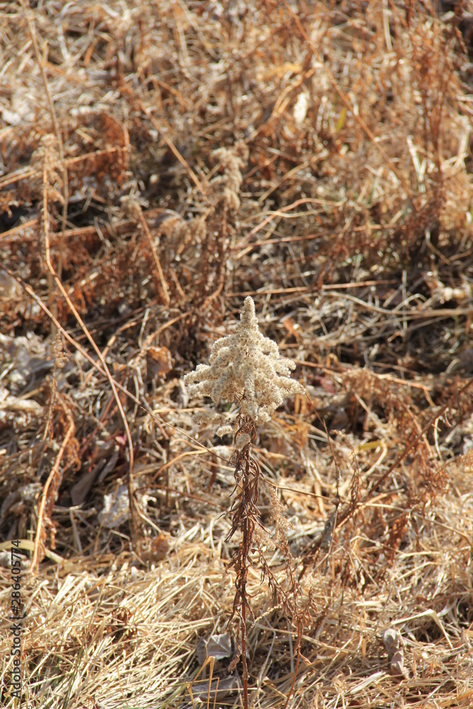 花部分が全部種になった、冬のセイタカアワダチソウ(茨城県) 花部分が全部種になった、冬のセイタカアワダチソウ(茨城県)