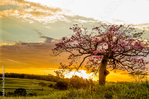 ULTIMA LUZ