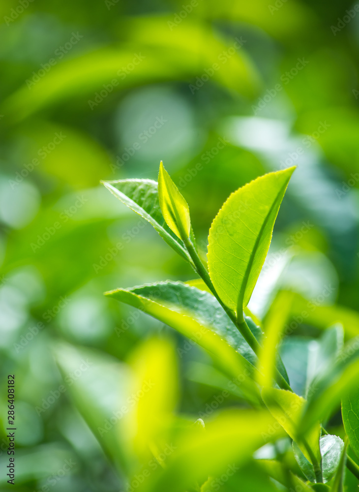 Fototapeta premium Close-Up Of Tea Leaves At Munnar, Kerala