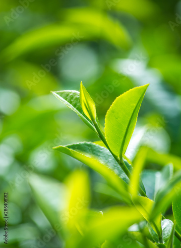 Close-Up Of Tea Leaves At Munnar, Kerala