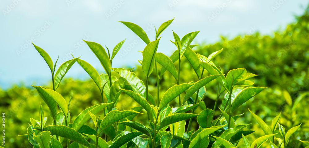 Obraz premium Fresh Green Tea Leaves, Munnar Kerala