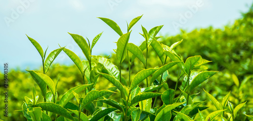 Fresh Green Tea Leaves  Munnar Kerala