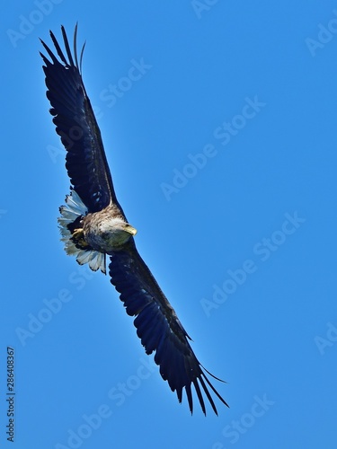青空バックに悠然と飛ぶオジロワシ成鳥の雄姿＠北海道