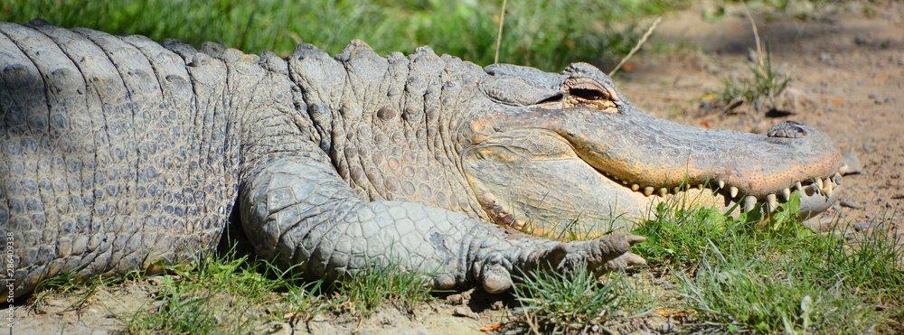 An alligator is a crocodilian in the genus Alligator of the family ...