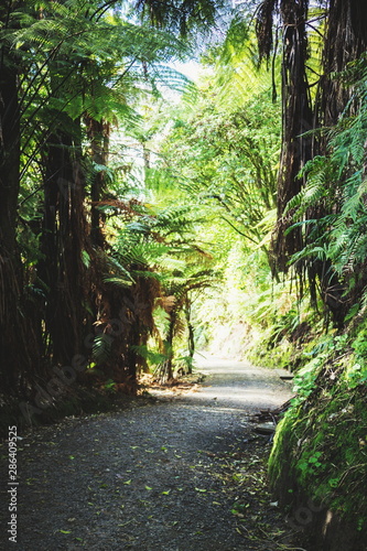 A pathway winding through a lush green forest in New Zealand.