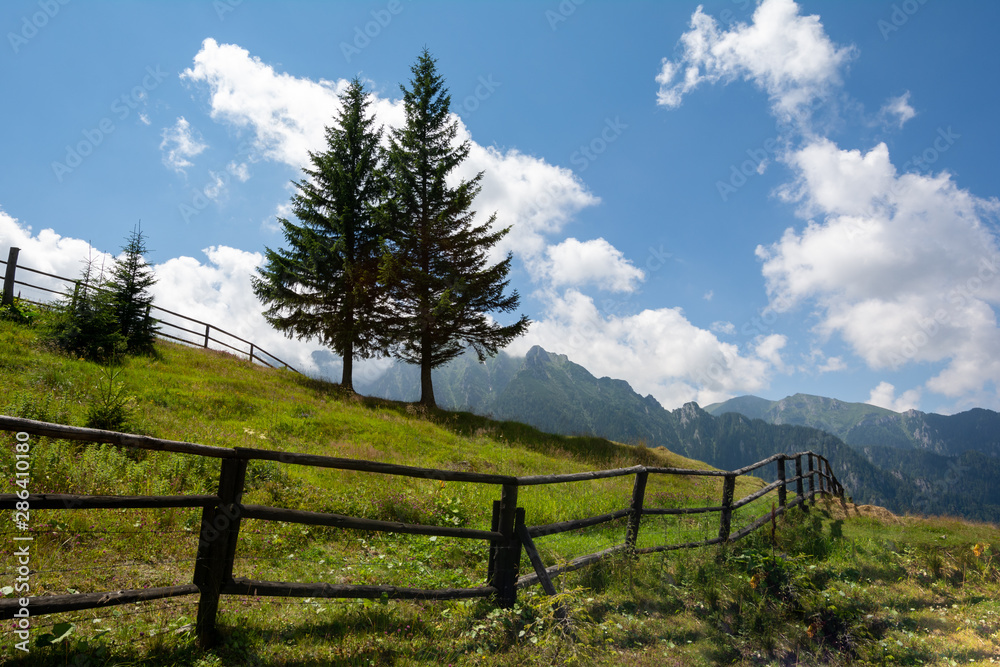 Beautiful landscape in Romania with two trees at the mountain
