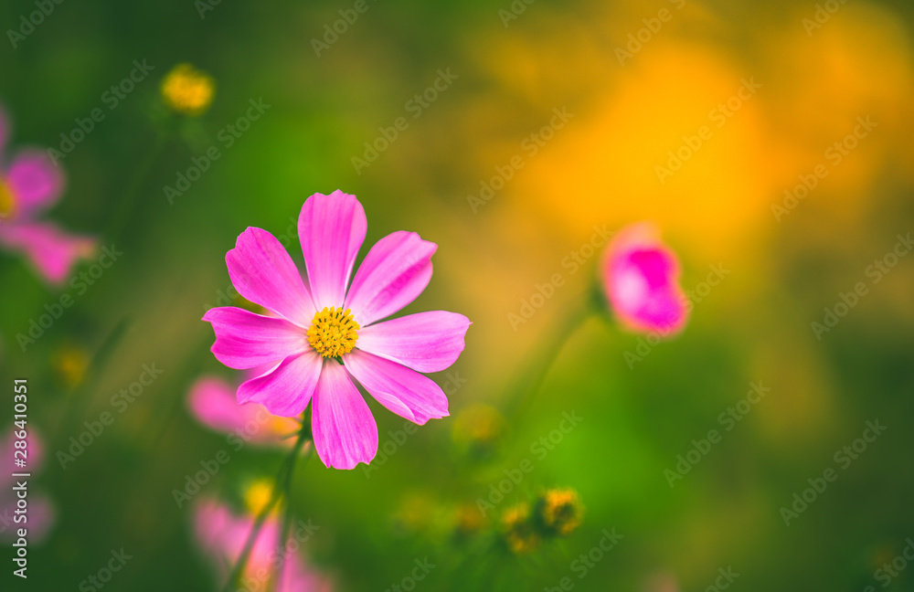 Beautiful pink cosmos flowers in the morning time with warm color background. Beautiful pink cosmos flowers in the morning time with warm color background.
