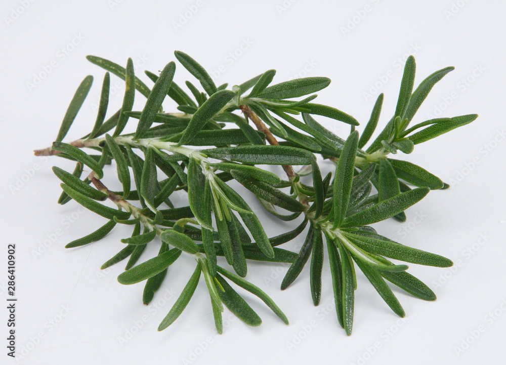 Fototapeta premium rosemary
