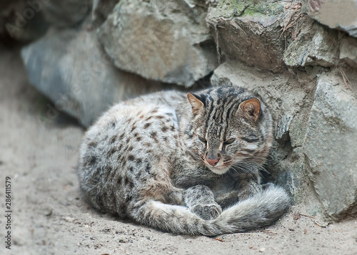 Leopard bengal cat. Prionailurus Felis bengalensis euptilura - wild animal live in tropical rain forest, South East Asia. Small tiger mammal. Cute furry adult cat on the sand photo