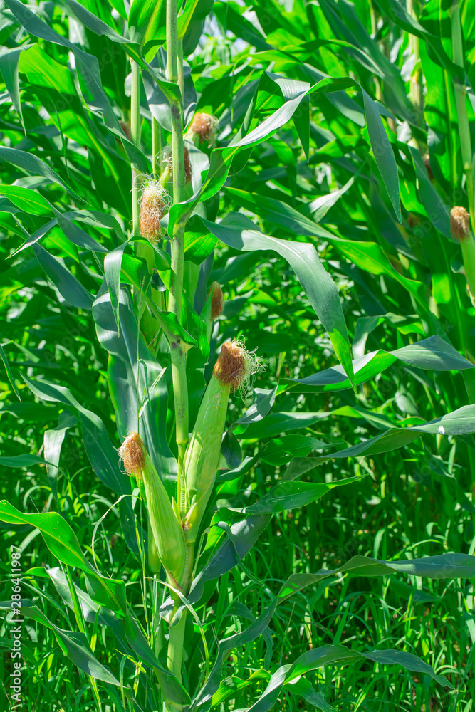 Obraz premium トウモロコシ畑