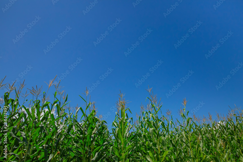 Obraz premium トウモロコシ畑