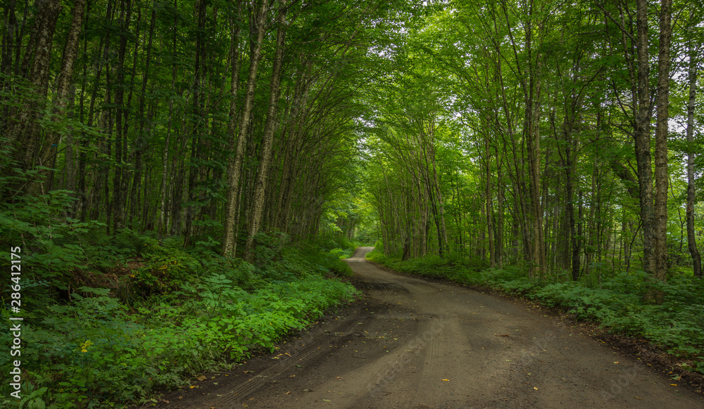 Fototapeta premium A very green forest road in Parc de la Jacques Cartier
